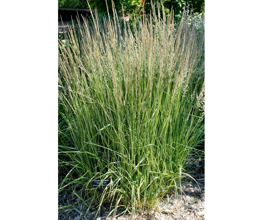 Overdam Feather Reed Grass